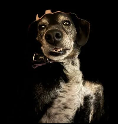 Angus - not at Mutts, male 5yo Mixed Breed for adoption at Mutts in Distress, Little Hallingbury