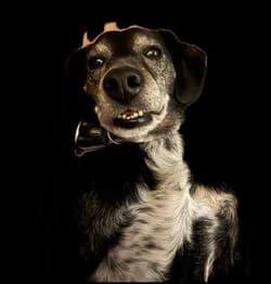 Dave -URGENT, male 6yo Mixed Breed for adoption at Mutts in Distress, Little Hallingbury