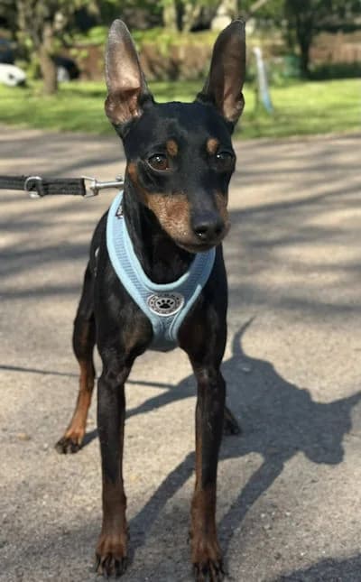 Dundee, male Mixed Breed for adoption at Mutts in Distress, Little Hallingbury