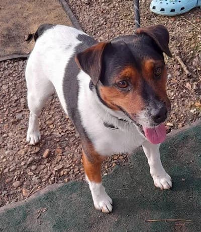Jack, male 7yo Mixed Breed for adoption at Mutts in Distress, Little Hallingbury