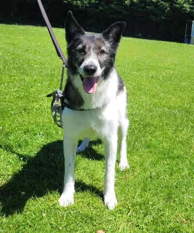 Bear, male Mixed Breed for adoption at Mutts in Distress, Little Hallingbury