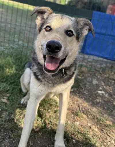 Linus, male 4yo Mixed Breed for adoption at Mutts in Distress, Little Hallingbury