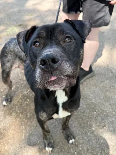 Rigby, male young Mixed Breed for adoption at Mutts in Distress, Little Hallingbury