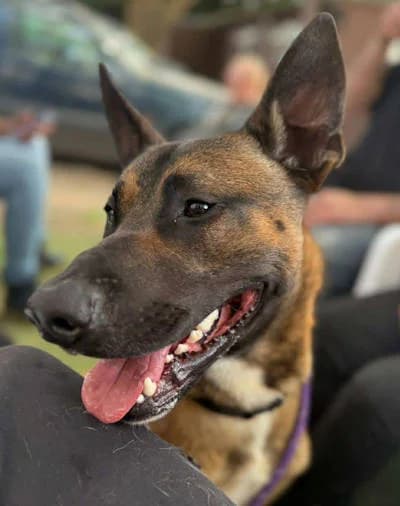 Rizla, male Mixed Breed for adoption at Mutts in Distress, Little Hallingbury