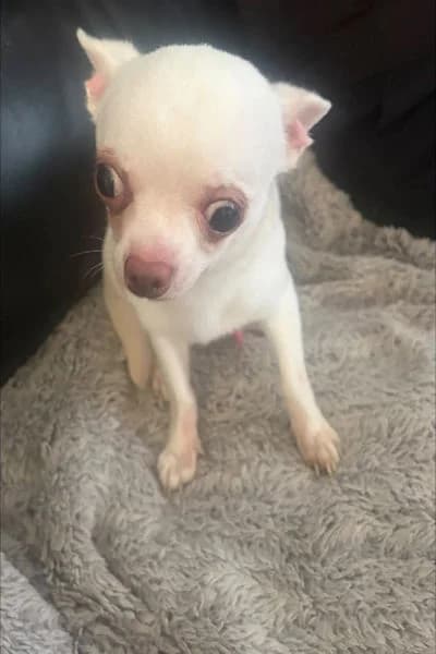 Teddy, male 3yo Mixed Breed for adoption at Mutts in Distress, Little Hallingbury