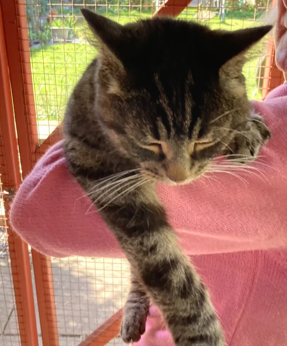 Bertie, male senior Mixed Breed for adoption at The National Animal Trust