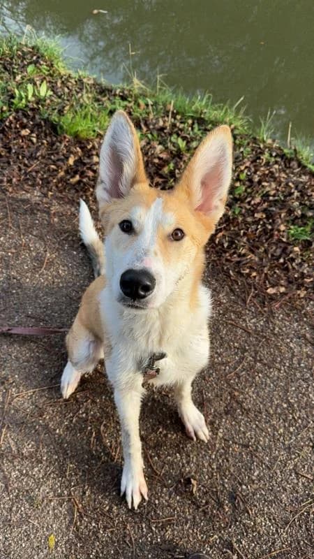 Nala
available, female Mixed Breed for adoption at Watford