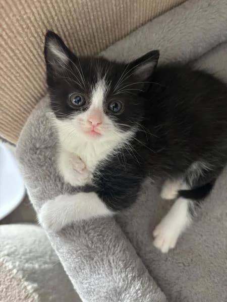 Kazoo (& Piccolo), male puppy Mixed Breed Cat for adoption at National Animal Welfare Trust, Watford