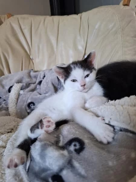 Piccolo (& Kazoo), male puppy Mixed Breed Cat for adoption at National Animal Welfare Trust, Watford