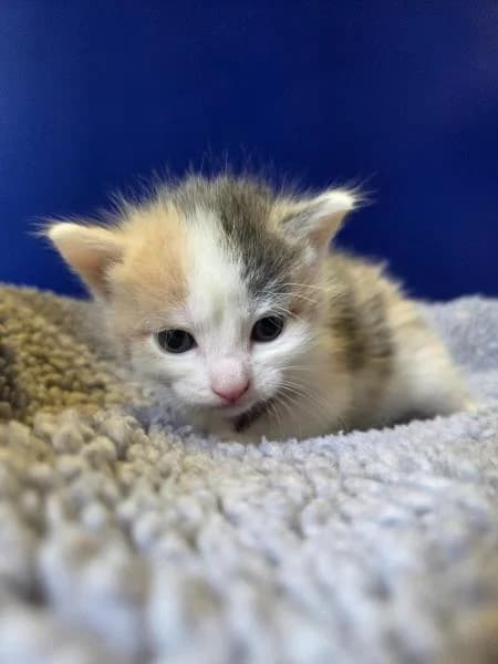 Yen, female puppy Mixed Breed Cat for adoption at National Animal Welfare Trust, Watford