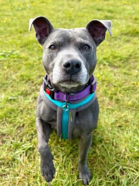Poppy, female 6yo Staffordshire Bull Terrier for adoption at National Animal Welfare Trust, Watford
