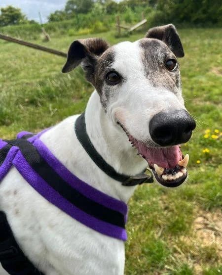 Jesse, male 5yo Greyhound for adoption at National Animal Welfare Trust, Watford