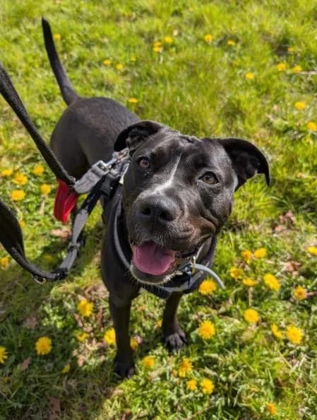 Sacha, female young Staffordshire Bull Terrier for adoption at National Animal Welfare Trust, Watford