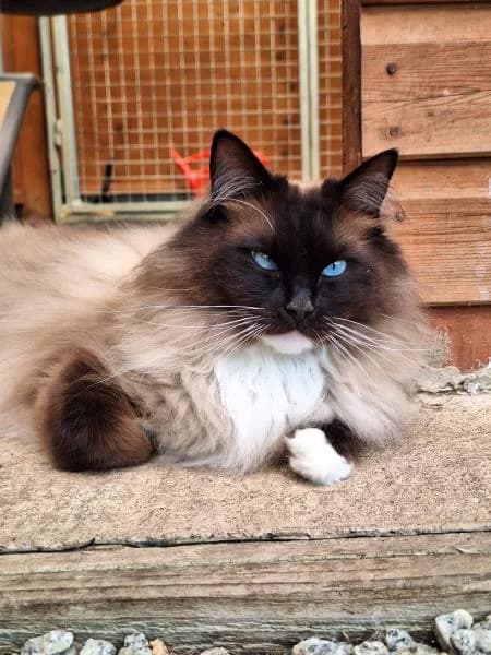 Bandit & Custard, male 3yo Ragdoll for adoption at National Animal Welfare Trust, Watford