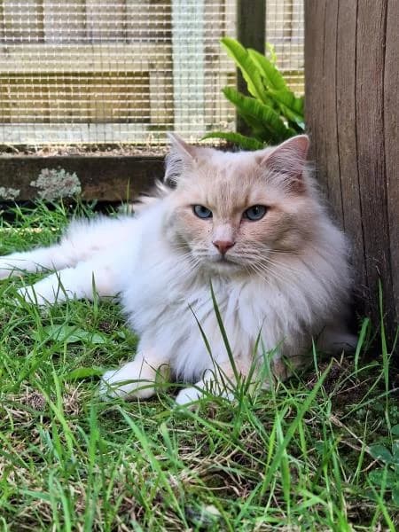 Custard & Bandit, male 3yo Ragdoll for adoption at National Animal Welfare Trust, Watford