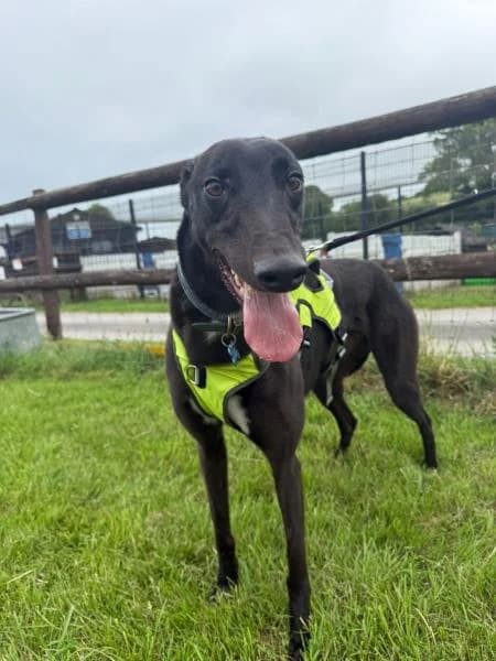 Jake, male young Greyhound for adoption at National Animal Welfare Trust, Watford