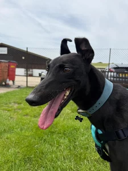 Mags, female 4yo Greyhound for adoption at National Animal Welfare Trust, Watford