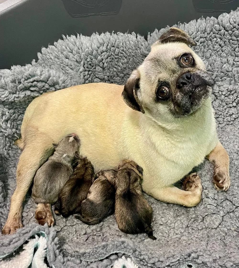 Trixie, female 7yo Pug for adoption at National Animal Welfare Trust, Watford