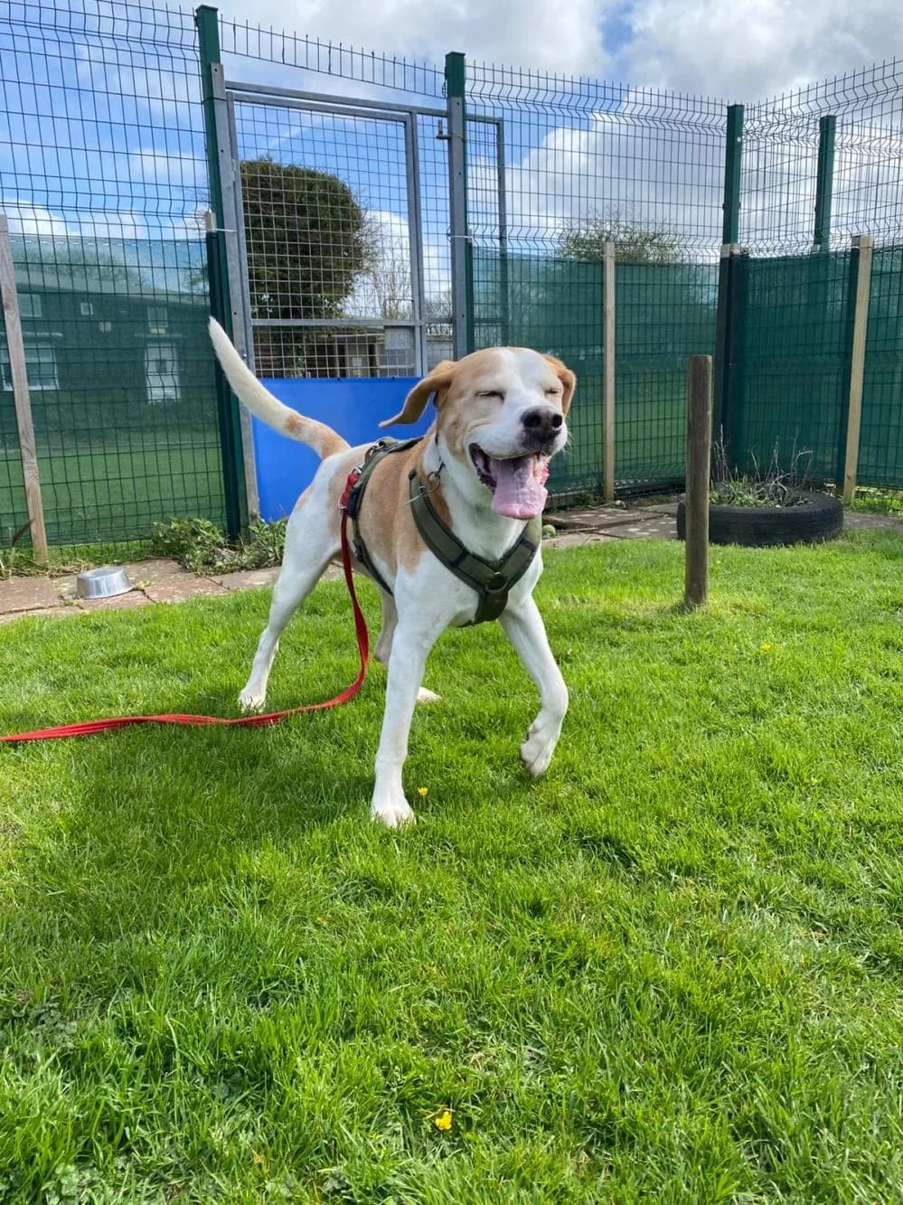Oscar, male senior Mixed Breed for adoption at National Animal Welfare Trust, Watford