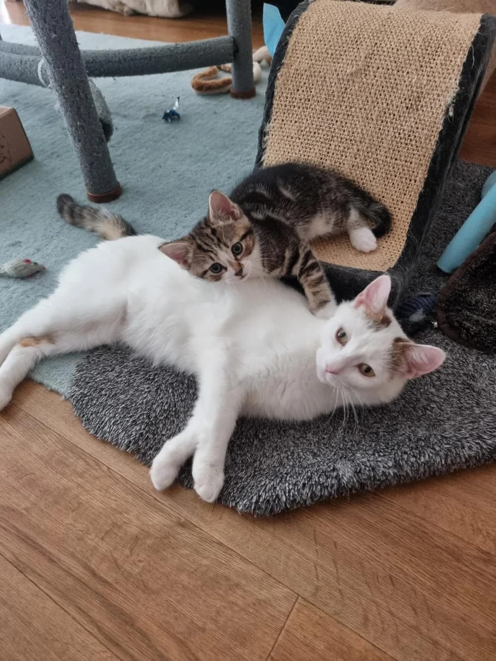 Brioche (& Bagel), female young Mixed Breed Cat for adoption at National Animal Welfare Trust, Watford