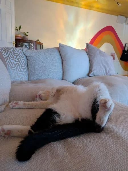 Arthur, male 4yo Mixed Breed Cat for adoption at National Animal Welfare Trust, Watford