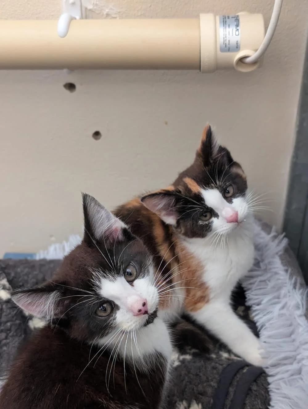 Sorbet (& Sundae), male puppy Mixed Breed Cat for adoption at National Animal Welfare Trust, Watford