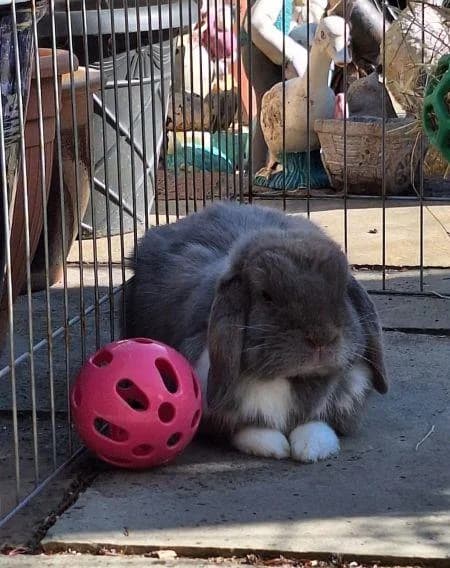 Stormy (with Snowflake), male 5yo mixed breed for adoption at National Animal Welfare Trust, Watford