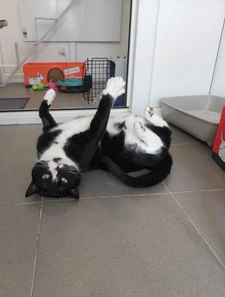 Bread, female 7yo Mixed Breed Cat for adoption at National Animal Welfare Trust, Watford