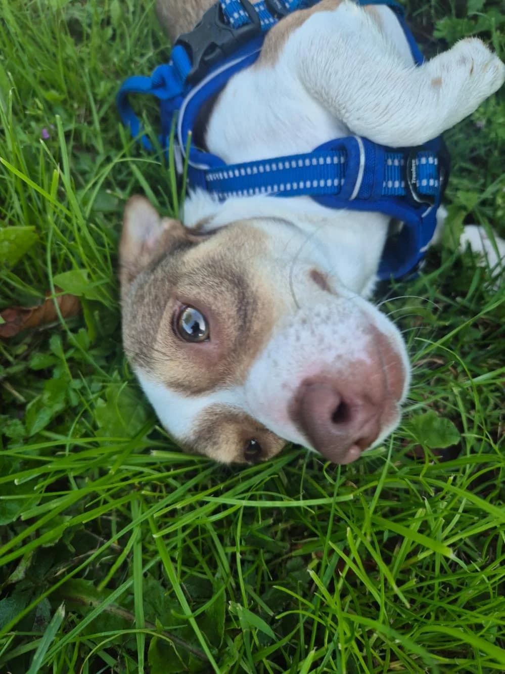 Oscar ( & Hollie), male puppy Jack Russell Terrier for adoption at National Animal Welfare Trust, Watford