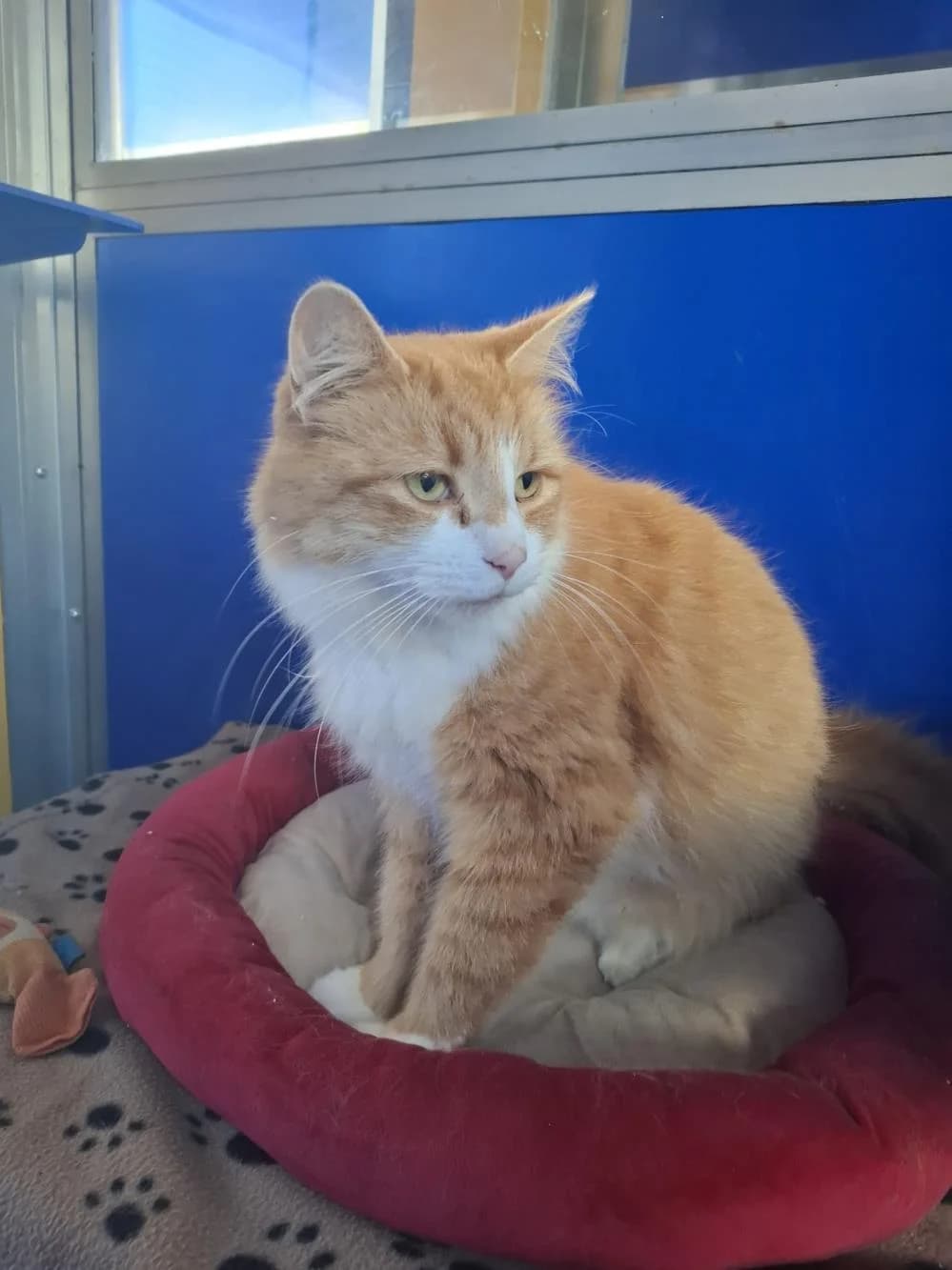 Sunny, male 5yo mixed breed for adoption at National Animal Welfare Trust, Watford