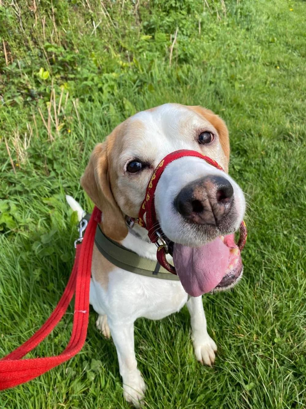Oscar, male senior Mixed Breed for adoption at National Animal Welfare Trust, Watford