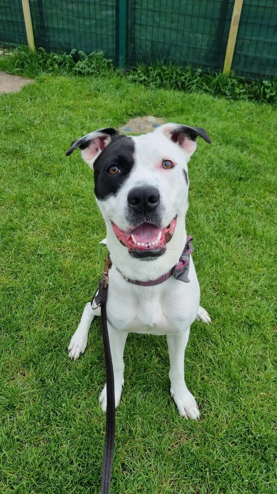 Lilly, female puppy Mixed Breed for adoption at National Animal Welfare Trust, Watford