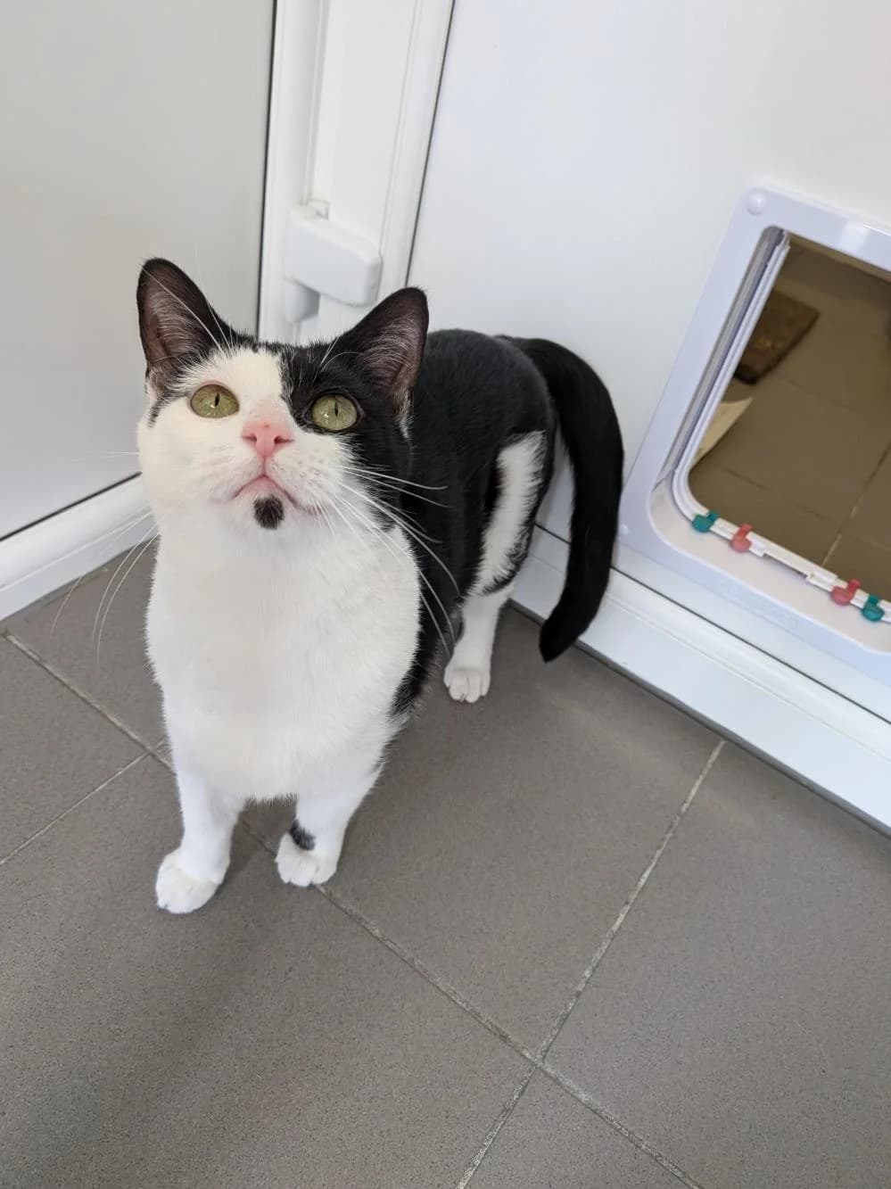 Cherry, female young Mixed Breed Cat for adoption at National Animal Welfare Trust, Watford