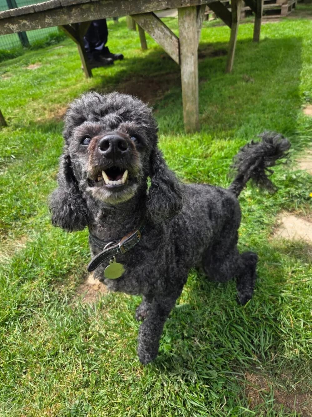 **Miffy (and Bruno), male senior Poodle for adoption at National Animal Welfare Trust, Watford