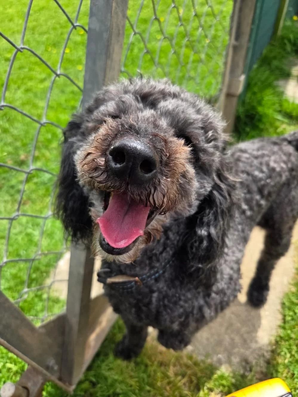 **Bruno (and Miffy), male 7yo Cockapoo for adoption at National Animal Welfare Trust, Watford