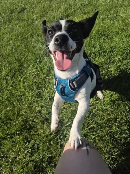 Hollie (& Oscar), female puppy Jack Russell Terrier for adoption at National Animal Welfare Trust, Watford