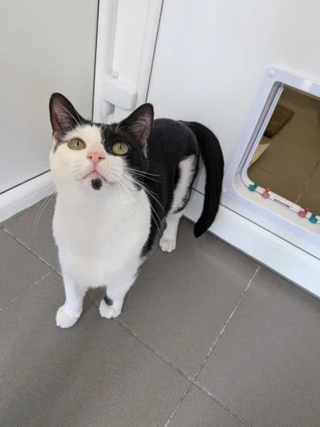 Cherry, female young Mixed Breed Cat for adoption at National Animal Welfare Trust, Watford