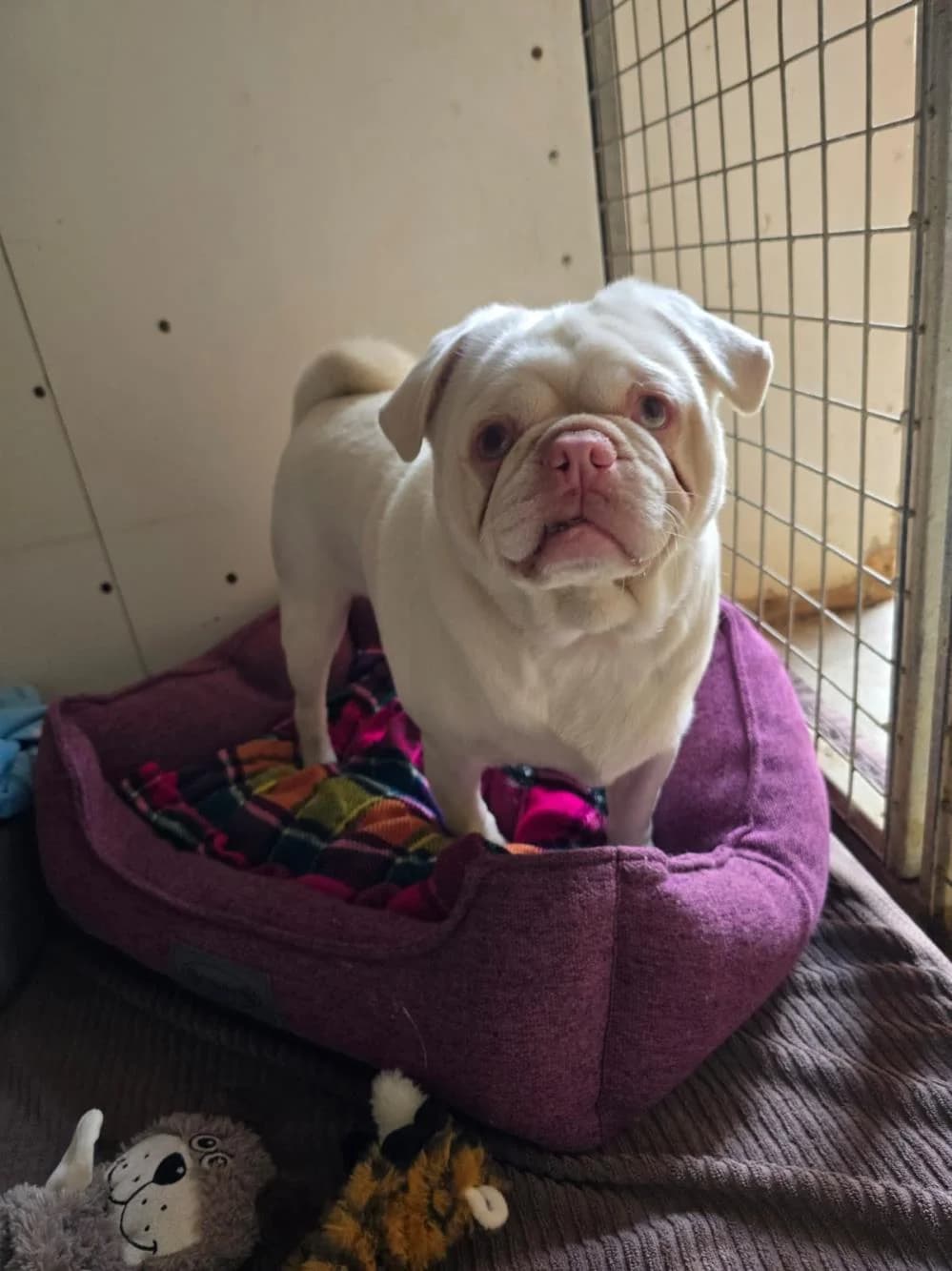 Albie, male 4yo Pug for adoption at National Animal Welfare Trust, Watford