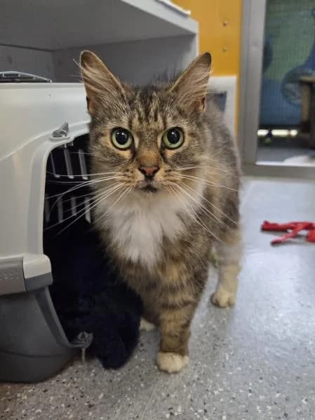 Mary, female senior mixed breed for adoption at National Animal Welfare Trust, Watford