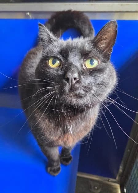 Milo, male senior Mixed Breed Cat for adoption at National Animal Welfare Trust, Watford