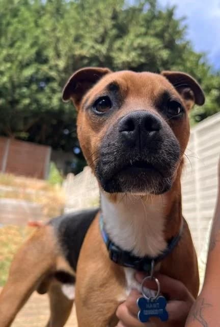 Benny, male young Jack Russell Terrier for adoption at National Animal Welfare Trust, Watford