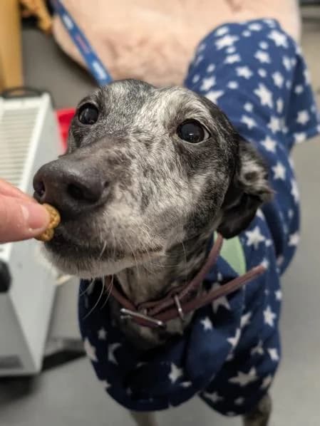 Gracie, female 3yo Lurcher for adoption at National Animal Welfare Trust, Watford