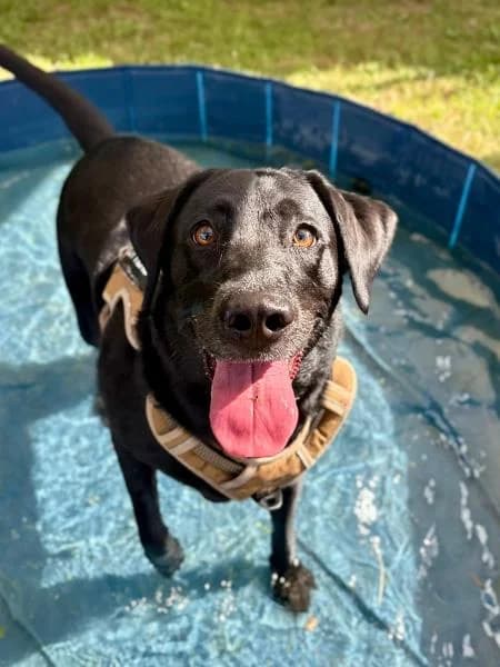 Ivy, female young Labrador Retriever for adoption at National Animal Welfare Trust, Watford
