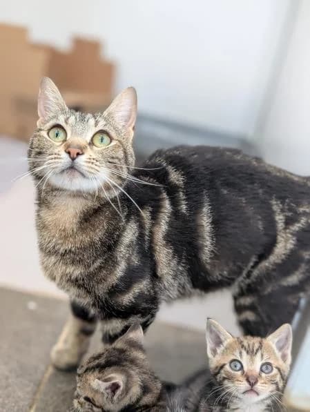 Tia Maria, female puppy Mixed Breed Cat for adoption at National Animal Welfare Trust, Watford