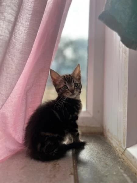 Hooch (& Whisky), puppy Mixed Breed Cat for adoption at National Animal Welfare Trust, Watford