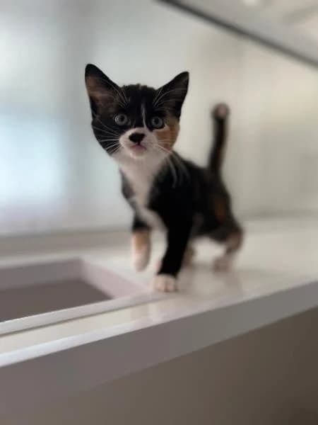 Gecko (& Toad), female puppy Mixed Breed Cat for adoption at National Animal Welfare Trust, Watford