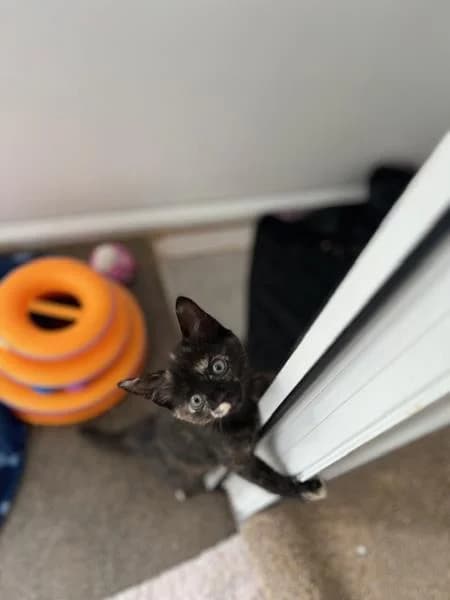 Tadpole (& Newt), puppy Mixed Breed Cat for adoption at National Animal Welfare Trust, Watford
