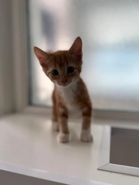 Newt (& Tadpole), puppy Mixed Breed Cat for adoption at National Animal Welfare Trust, Watford