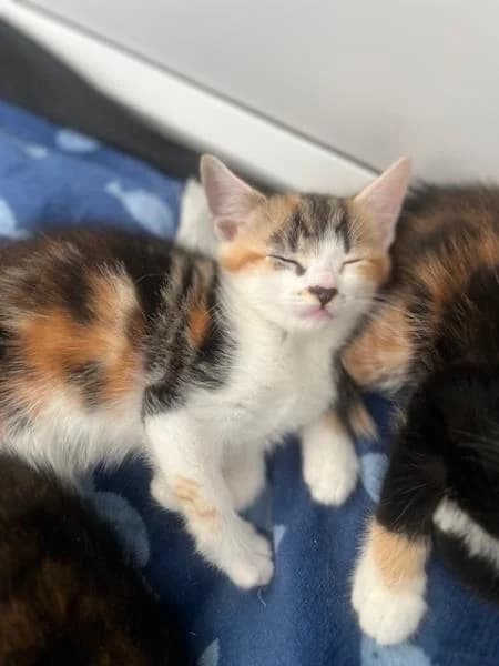 Toad (& Gecko), puppy Mixed Breed Cat for adoption at National Animal Welfare Trust, Watford