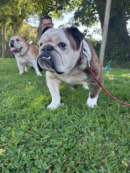 Betty, female senior English Bulldog for adoption at National Animal Welfare Trust, Watford